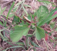 Melochia corchorifolia