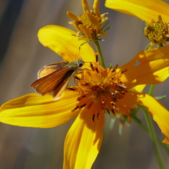Copaeodes aurantiaca