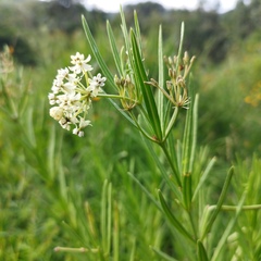 Asclepias mexicana