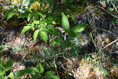Clematis alpina sibirica
