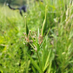 Asclepias mexicana