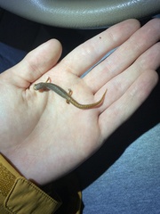 Hemidactylium scutatum