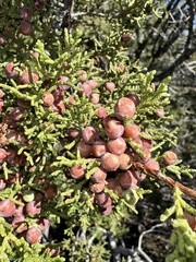 Juniperus arizonica