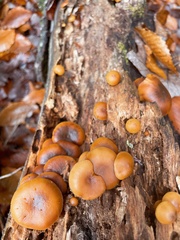 Galerina