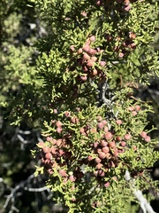 Juniperus arizonica