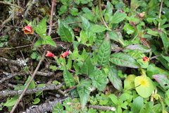 Oenothera epilobiifolia