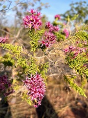 Calytrix exstipulata