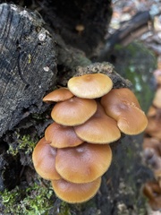 Galerina