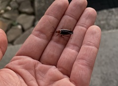 Pseudomops septentrionalis