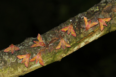 Deilephila porcellus