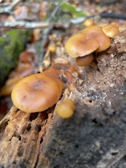 Galerina