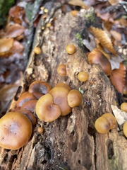 Galerina