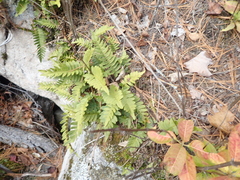 Polypodium