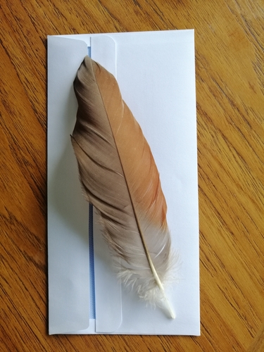 Plume de Ouette d'Égypte
