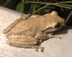 Osteopilus septentrionalis