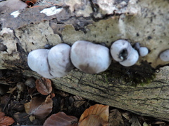 Daldinia concentrica