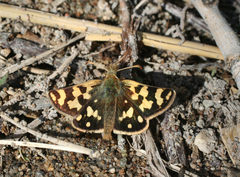 Carterocephalus argyrostigma