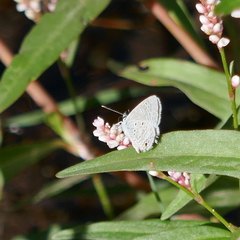 Hemiargus ceraunus