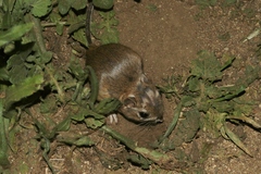 Dipodomys heermanni