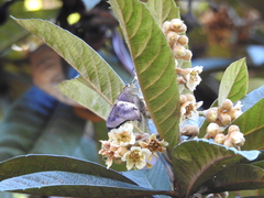 Aguna asander asander