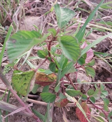 Melochia corchorifolia