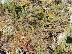 Juniperus communis depressa