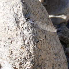 Argia lugens
