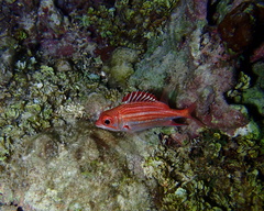 Neoniphon vexillarium