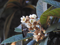 Aguna asander asander