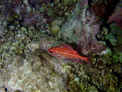 Neoniphon vexillarium