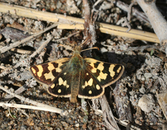 Carterocephalus argyrostigma