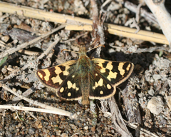 Carterocephalus argyrostigma