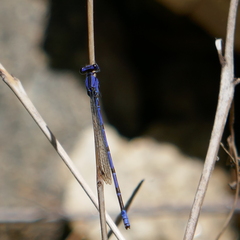 Argia extranea