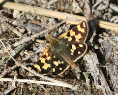 Carterocephalus argyrostigma