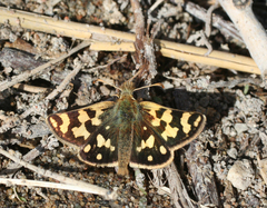 Carterocephalus argyrostigma