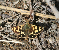 Carterocephalus argyrostigma