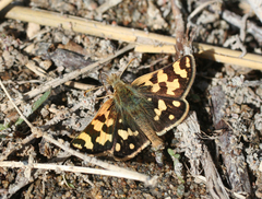 Carterocephalus argyrostigma