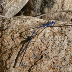 Argia extranea