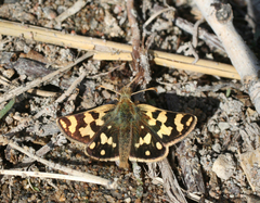 Carterocephalus argyrostigma