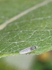 Meromyza