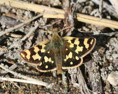 Carterocephalus argyrostigma