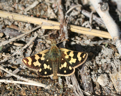 Carterocephalus argyrostigma