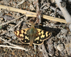 Carterocephalus argyrostigma