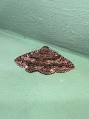 Eudesmeola lawsoni