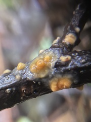 Sphaerobolus stellatus