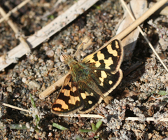 Carterocephalus argyrostigma