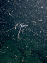 Stenopus hispidus