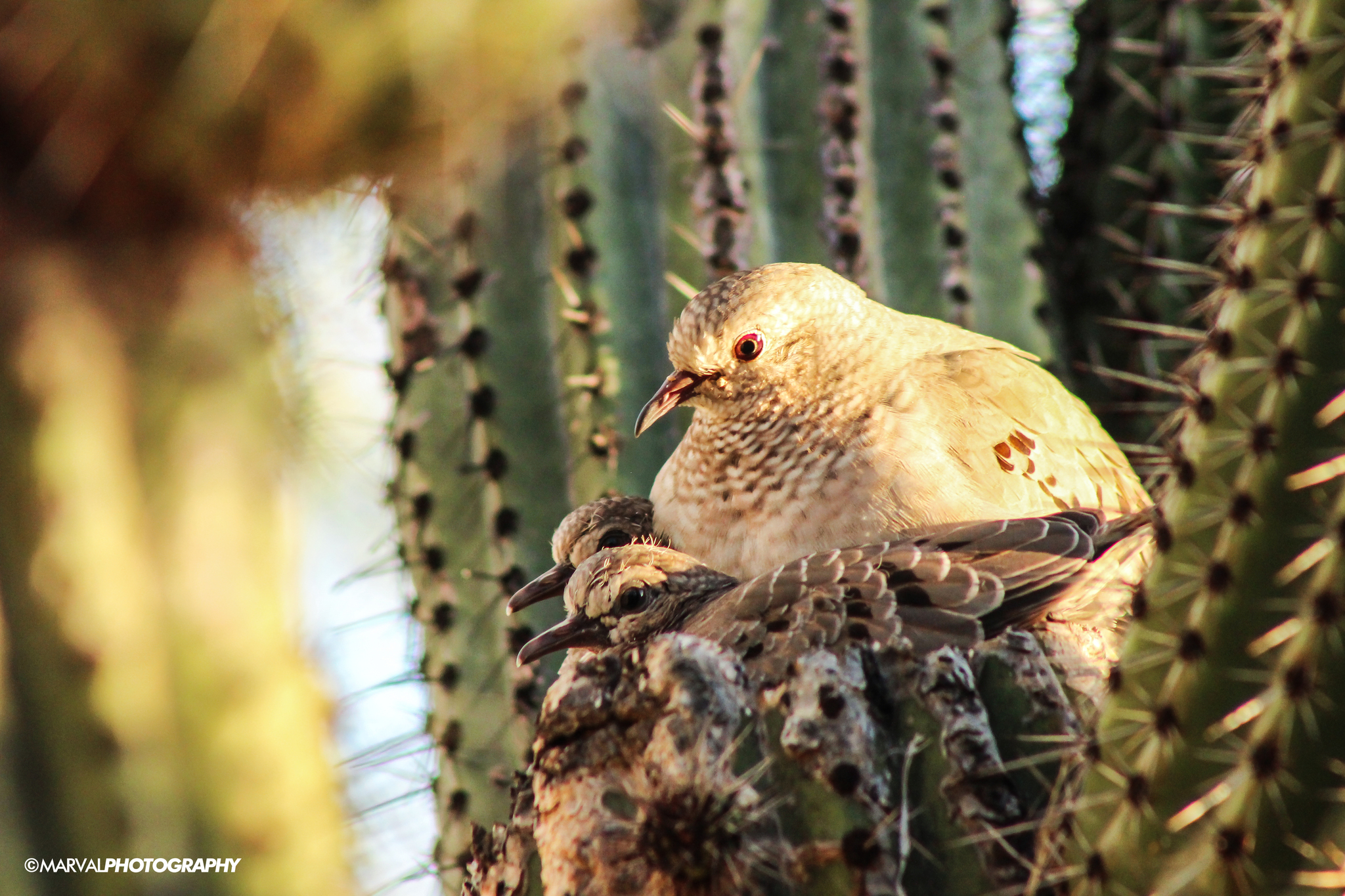 Common Ground Dove (Columbina passerina)