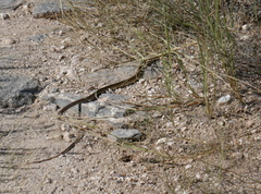 Masticophis bilineatus