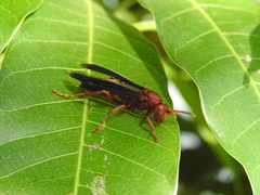 Polistes canadensis